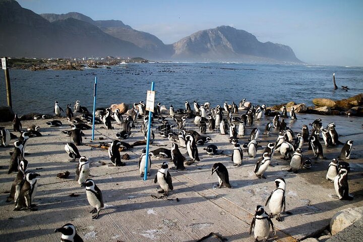 3 Day Garden Route Tour From Cape Town - Image 2