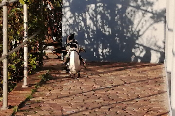 3 Day Private Full Day Cape Town Tour Includes Entries,Peninsula,Wine,City Tour, - Image 4
