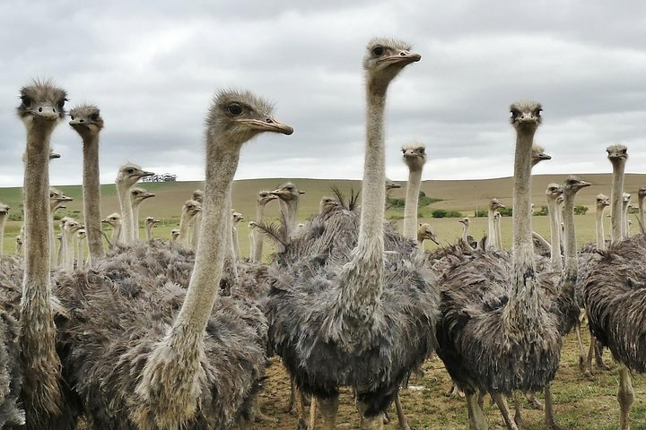 3 Days 2 Nights Garden Route Private Tour from Cape Town - Image 2