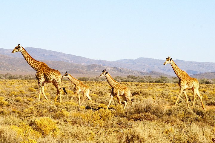 4 Day Cape Town Essential Tours & Overnight Big 5 Safari At Inverdoorn - Image 1