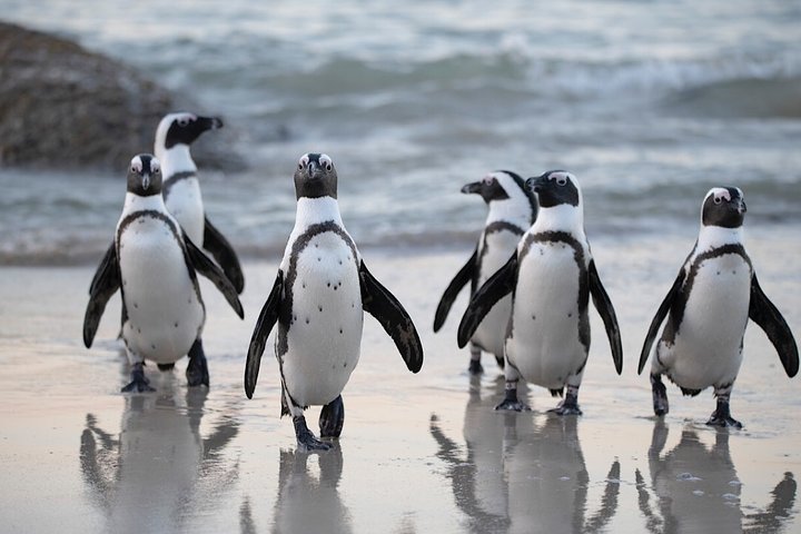 4 Day Cape Town Essential Tours & Overnight Big 5 Safari At Inverdoorn - Image 5