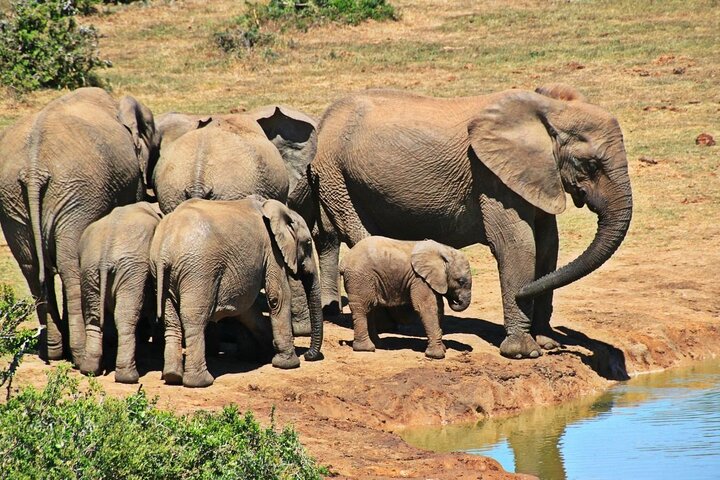 4 Day Garden Route tour from Cape Town + Addo National Park - Image 2