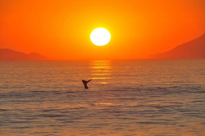 4-Day Sensational Garden Route Selection Micro Group Tour from Cape Town - Image 2