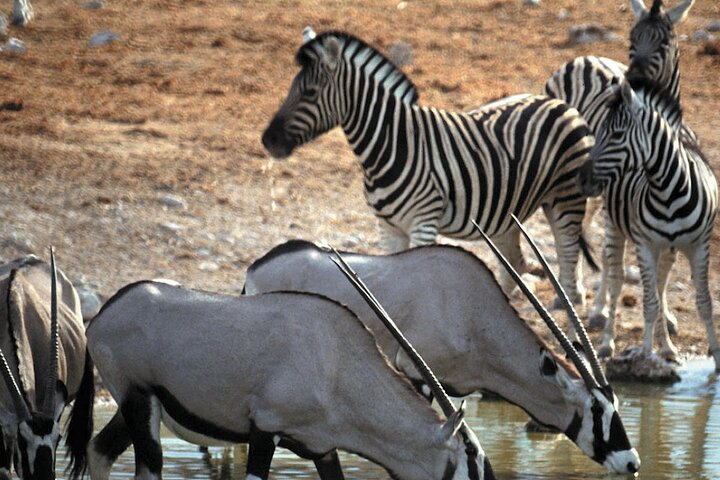 4-Days Private Cape Town Highlights Tours and Overnight Big 5 Safari At Aquila - Image 4