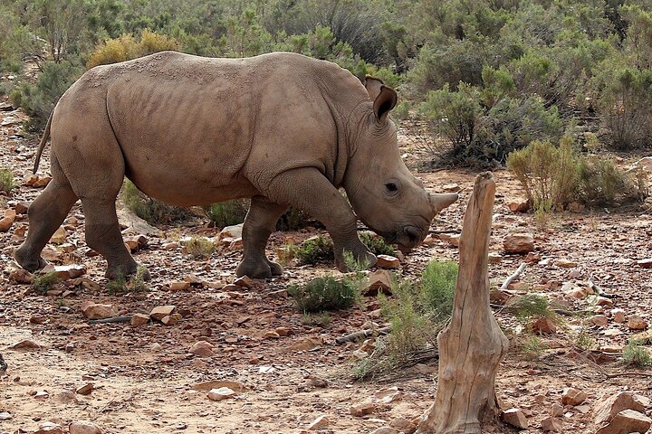 4-Days Private Cape Town Highlights Tours and Overnight Big 5 Safari At Aquila - Image 3