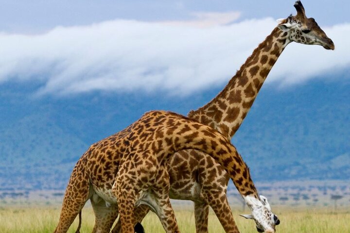 5 Day Garden Route Small Group Tour Fr CapeTown - Departs Mondays - Image 3