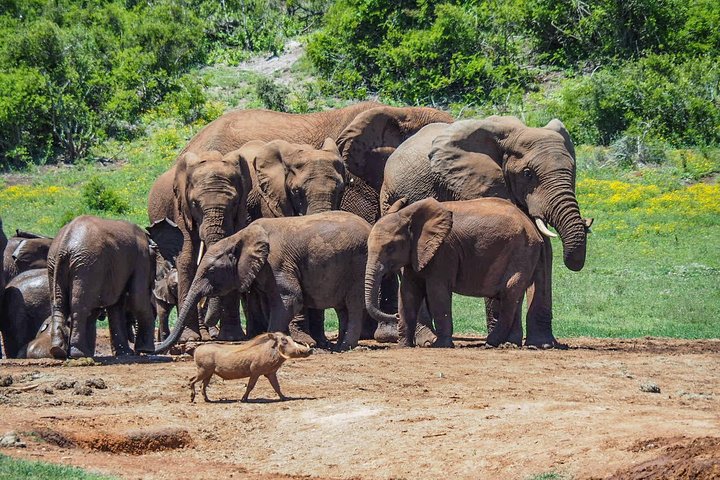 7 Day Garden Route with Addo, Cape Point and Winelands Small Group Combo Package - Image 1