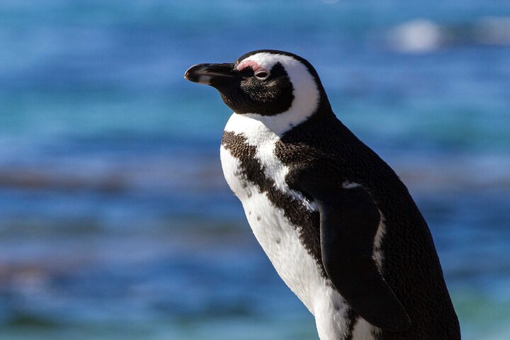 7 Day Garden Route with Addo, Cape Point and Winelands Small Group Combo Package - Image 4