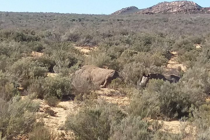 African Big 5 Full Day Safari Aquila Game Reserve From Cape Town - Image 3