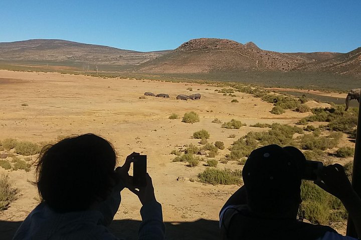 African Big 5 Full Day Safari Aquila Game Reserve From Cape Town - Image 4