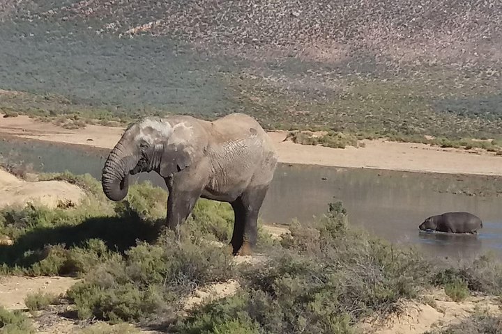 African Big 5 Full Day Safari Aquila Game Reserve From Cape Town - Image 1