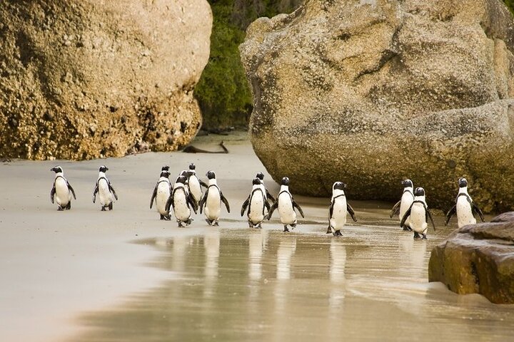 African Penguins (Boulders Beach) Half Day tour from Cape Town - Image 1