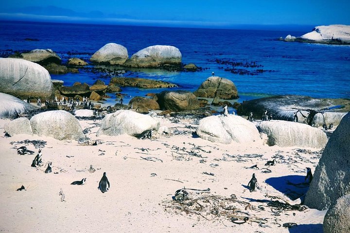 African Penguins (Boulders Beach) Half Day tour from Cape Town - Image 2