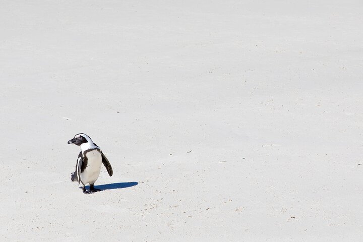 African Penguins (Boulders Beach) Half Day tour from Cape Town - Image 3