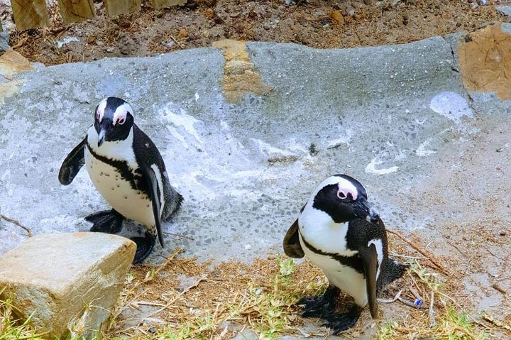 African Penguins (Boulders Beach) Half Day tour from Cape Town - Image 5