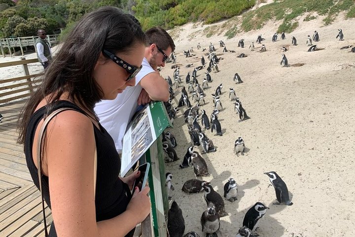 African Penguins, Cape Point & Constantia Wine tasting Full Day Tour. - Image 3