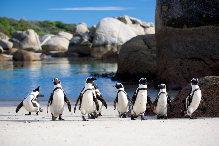 African Penguins, Cape Point & Constantia Wine tasting Full Day Tour. - Image 1