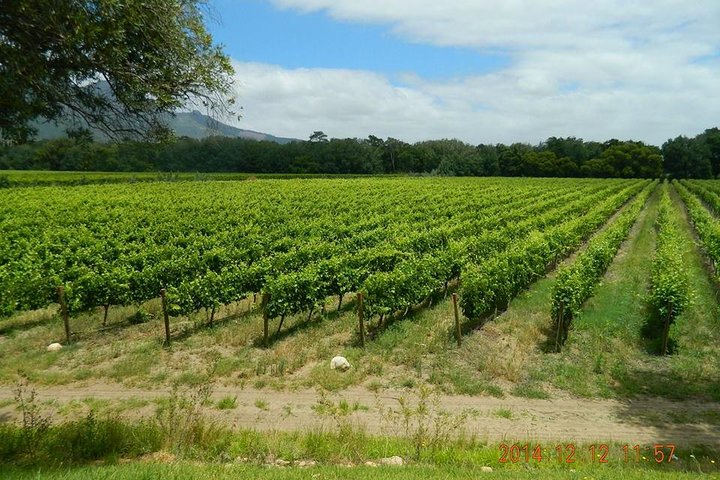 African Story Wine Tours in the Cape Winelands - Image 5