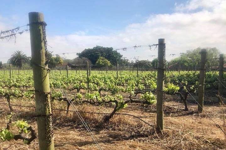 African Story Wine Tours in the Cape Winelands - Image 4