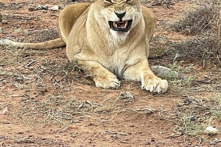 All-inclusive Big 5 Aquila Safari Game Drive Experience. - Image 2