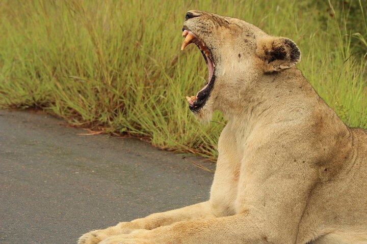 All-inclusive Big 5 Aquila Safari Game Drive Experience. - Image 1