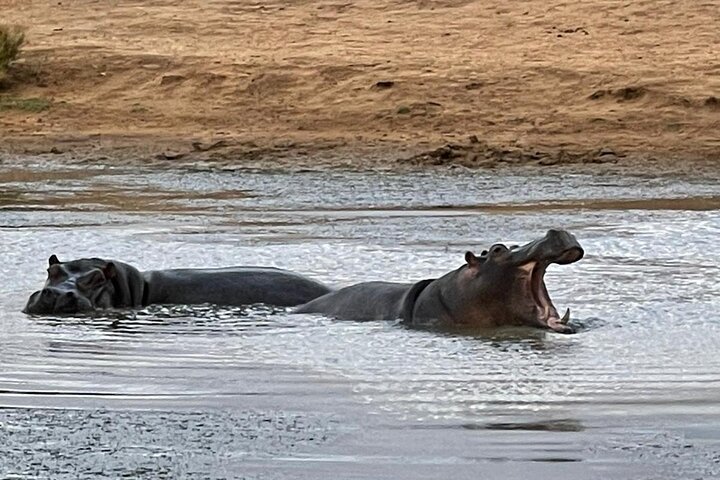 All-inclusive Big 5 Aquila Safari Game Drive Experience. - Image 4