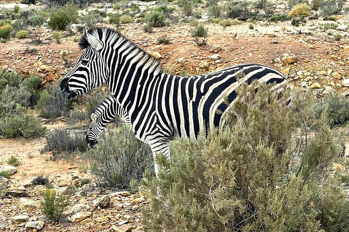 All-inclusive Big 5 Aquila Safari Game Drive Experience. - Image 3