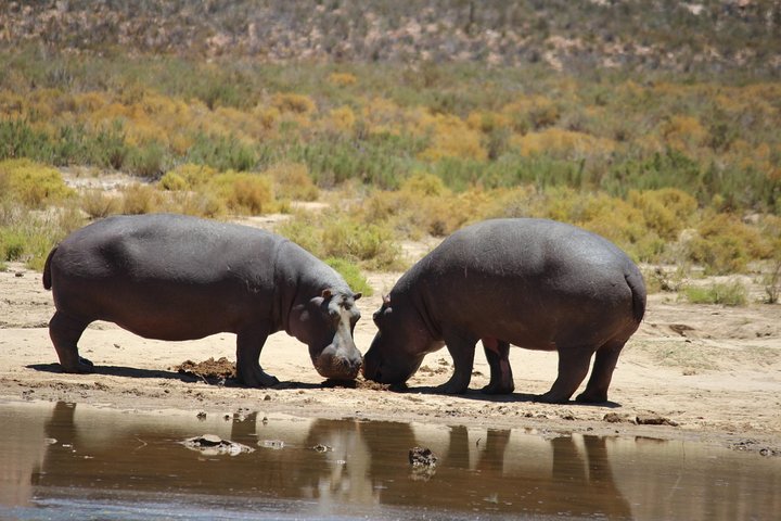 Aquila Game Drive and Safari - Image 5