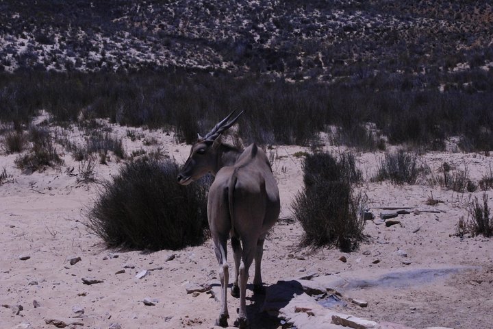 Aquila Game Drive and Safari - Image 4