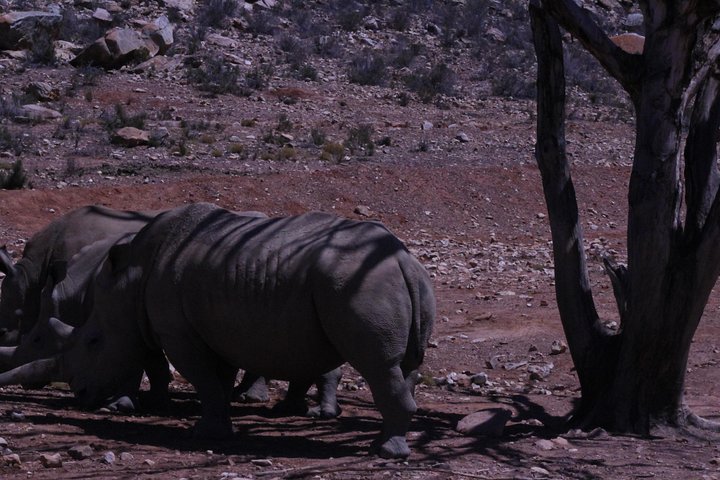 Aquila Game Drive and Safari - Image 2