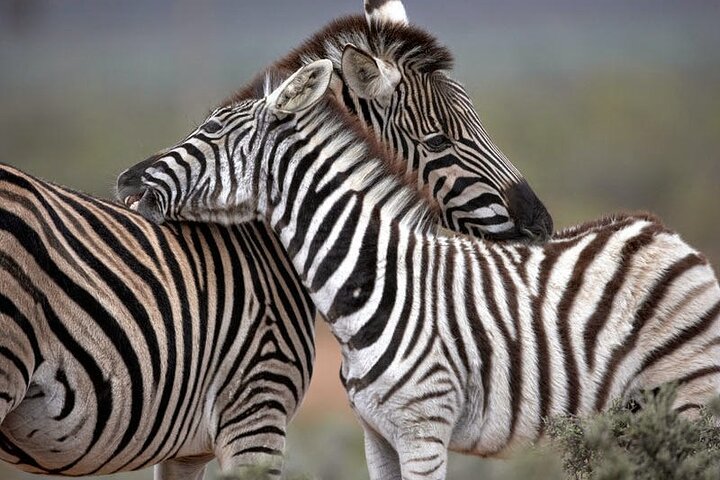  Aquila Game Reserve Big Five Safari Private Tour - Image 1