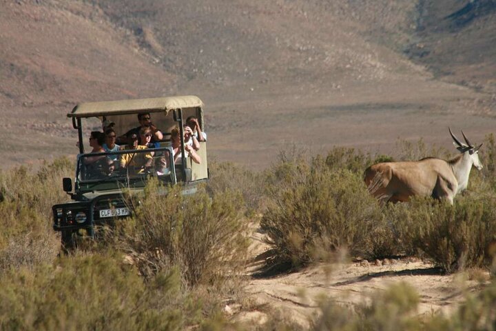  Aquila Game Reserve Big Five Safari Private Tour - Image 4