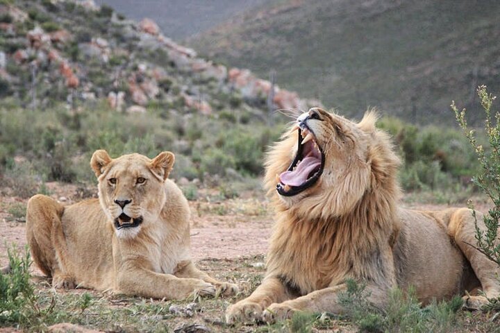  Aquila Game Reserve Big Five Safari Private Tour - Image 2