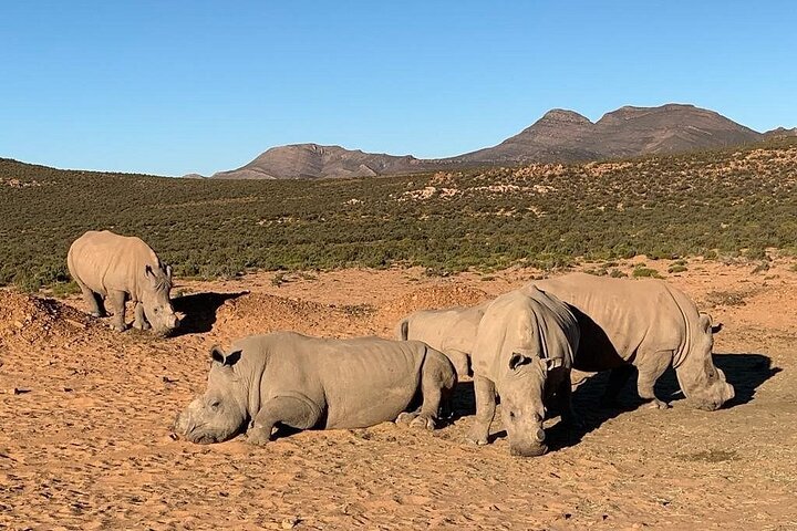  Aquila Game Reserve Big Five Safari Private Tour - Image 3