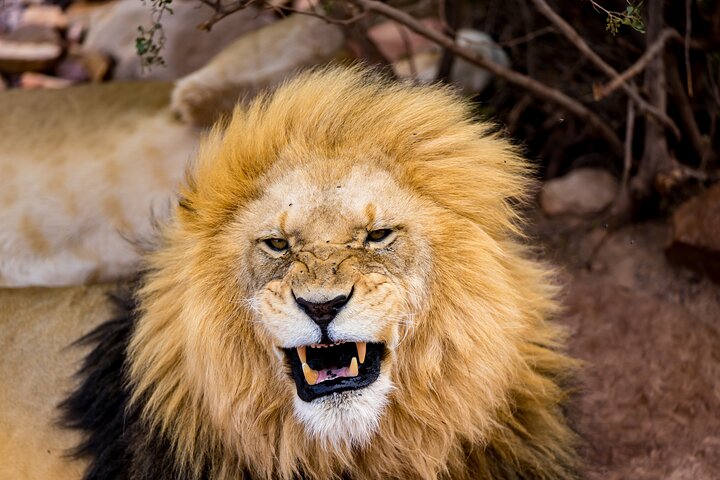 Aquila Game Reserve Safari with Park Fees, Transport & Lunch - Image 3