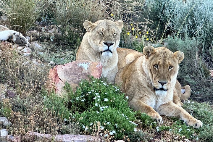 Aquila Game Reserve Safari with Park Fees, Transport & Lunch - Image 1