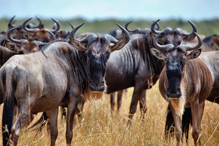 Aquila Game Reserve Safari with Park Fees, Transport & Lunch - Image 4