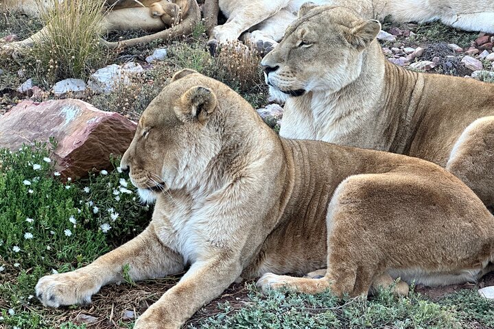 Aquila Game Reserve Safari with Park Fees, Transport & Lunch - Image 2