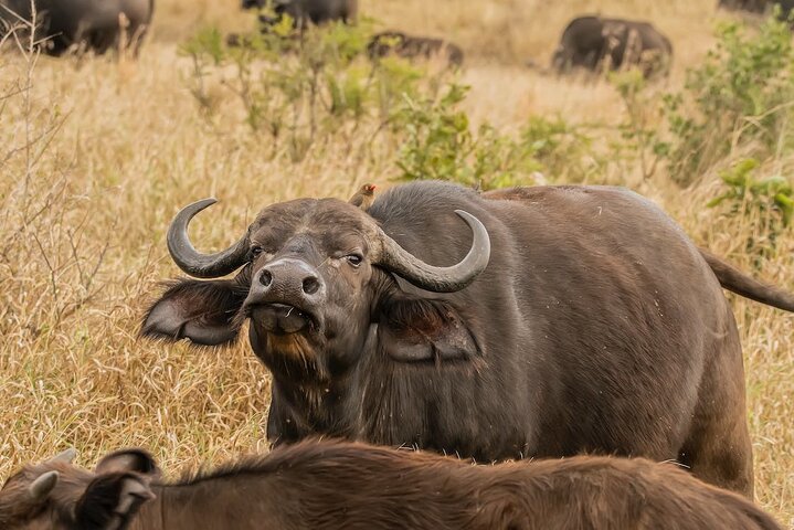 Aquila Private Game Reserve Real Africa Close to Cape Town - Image 1