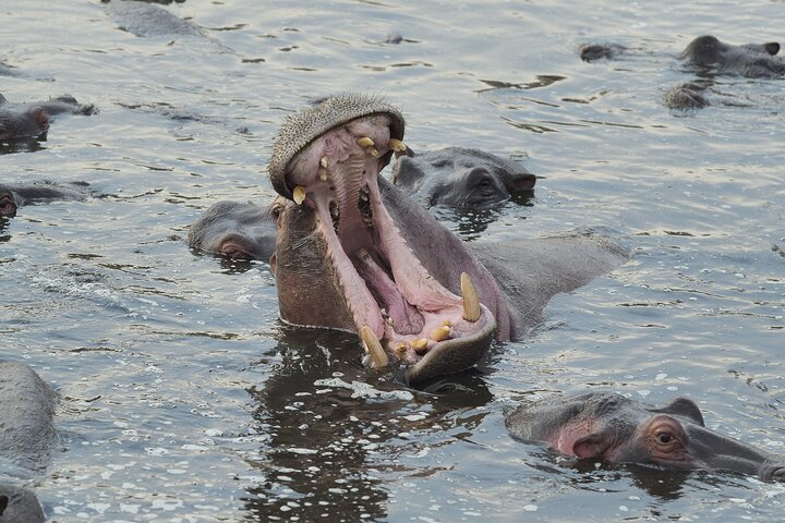 Aquila Private Game Reserve Real Africa Close to Cape Town - Image 4