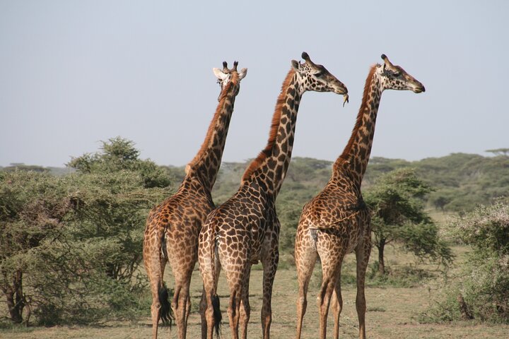Aquila Private Game Reserve Real Africa Close to Cape Town - Image 3