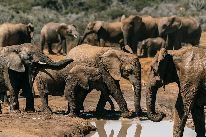 Aquila Private Game Reserve Real Africa Close to Cape Town - Image 2