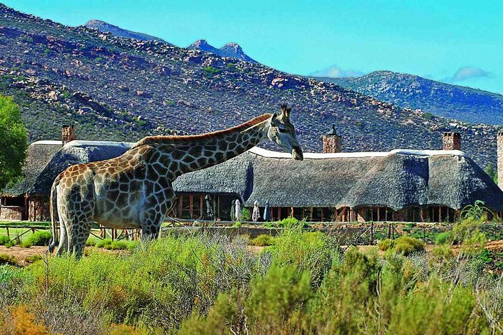 Aquila Safari Game Drive, Lunch & Shared Transfers from Cape Town - Image 2