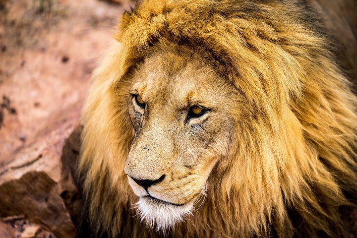 Aquila Safari Game Drive, Lunch & Shared Transfers from Cape Town - Image 1