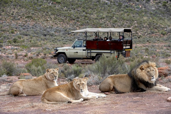 Aquila Safari Game Drive, Lunch & Shared Transfers from Cape Town - Image 5