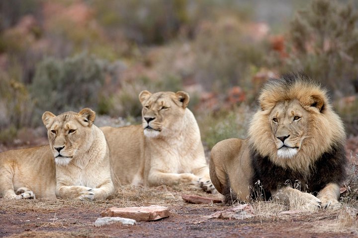 Aquila Safari Game Drive, Lunch & Shared Transfers from Cape Town - Image 4