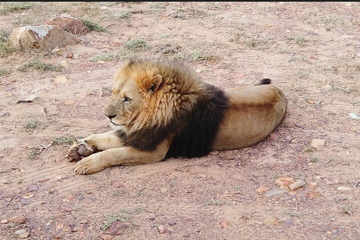Aquila Sunset Safari Tour from Cape Town  - Image 1