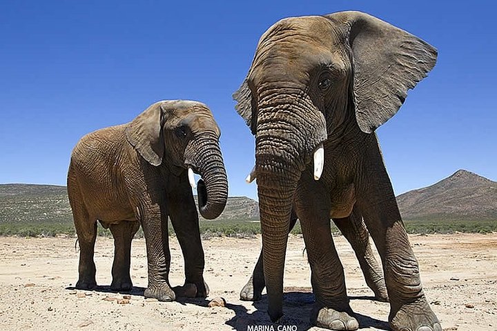 Aquila Wildlife Safari Tour - Image 5