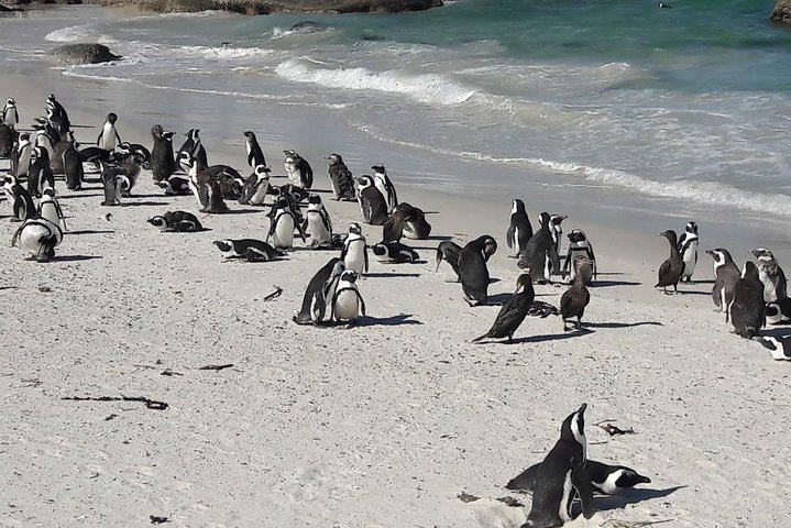 Best of cape 3-Day attraction tour:Arme helicopter &Cape Peninsula& Wine Tasting - Image 4
