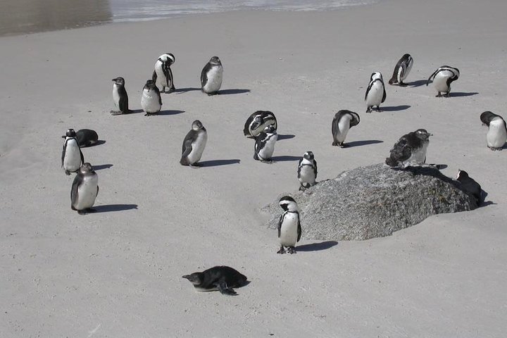 Best of cape 3-Day attraction tour:Arme helicopter &Cape Peninsula& Wine Tasting - Image 5